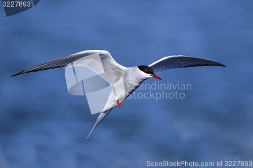 Image of arctic tern, sterna paradisaea