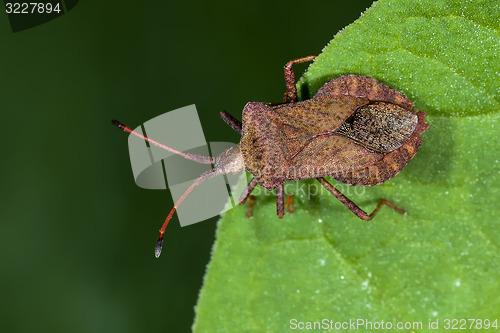 Image of dock leaf bug, coreus marginatus