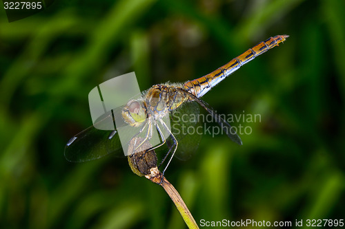 Image of sympetrum vulgatum, vagrant darter