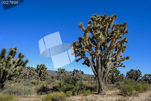 Image of joshua tree, mojave desert, california