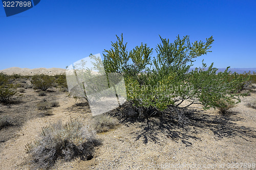 Image of creosote bush, mojave desert, california