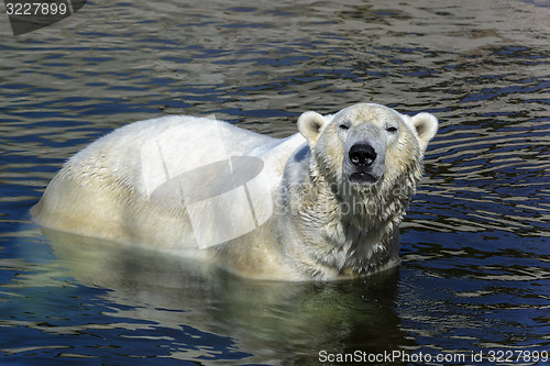 Image of polar bear, ursus maritimus