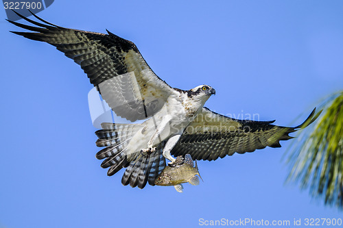 Image of osprey, pandion haliaetus