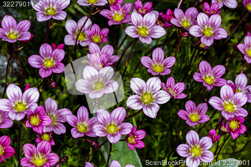 Image of saxifraga arendsii