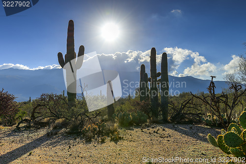 Image of saguaros at saguaro national park, az