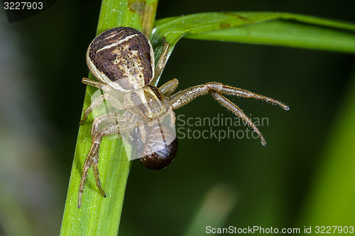 Image of xysticus cristatus