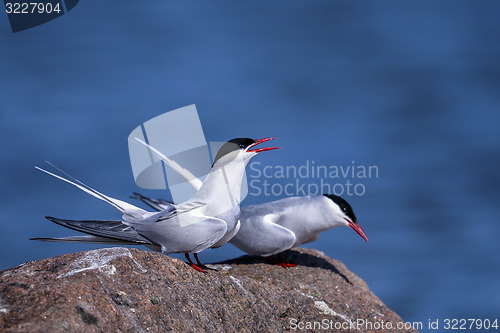 Image of arctic tern, sterna paradisaea