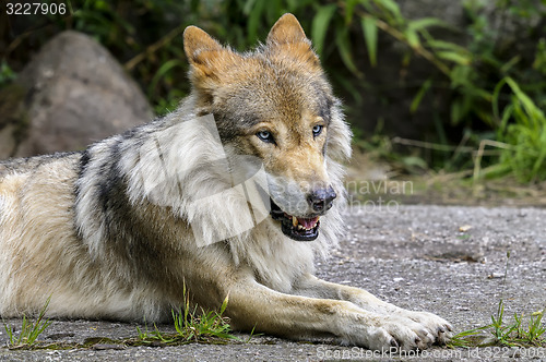 Image of wolf, canis lupus