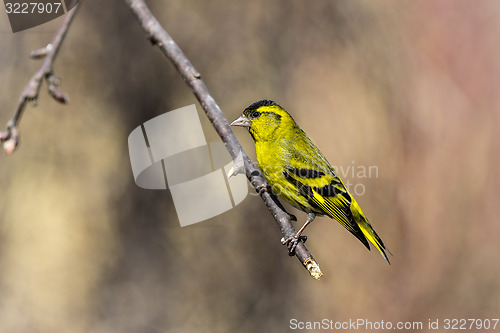 Image of eurasian siskin, carduelis spinus