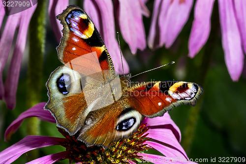 Image of peacock, inachis io