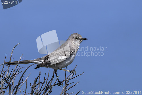 Image of northern mockingbird, mimus polyglottos