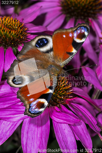 Image of peacock, inachis io