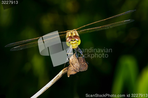 Image of sympetrum vulgatum, vagrant darter