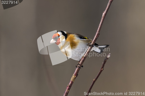 Image of goldfinch, carduelis carduelis