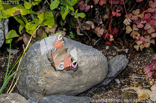 Image of peacock, inachis io