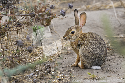 Image of desert cottontail rabbit, sylvilagus audubonii, california