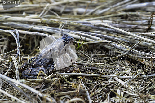 Image of rana temporaria, common frog