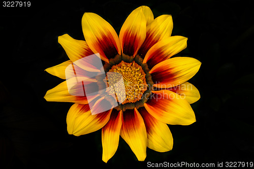 Image of treasure flower