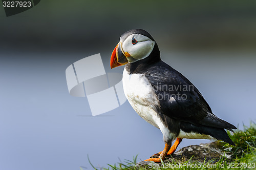 Image of atlantic puffin, fratercula arctica