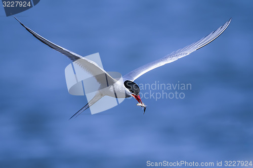 Image of arctic tern, sterna paradisaea