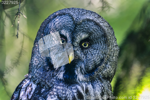 Image of great grey owl, strix nebulosa