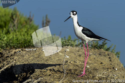 Image of black-necked stilt, don edwards nwr, ca