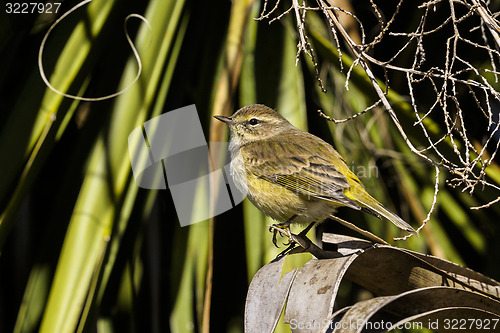 Image of dendroica petechia, yellow warbler