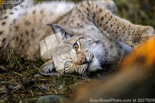 Image of bobcat, lynx lynx