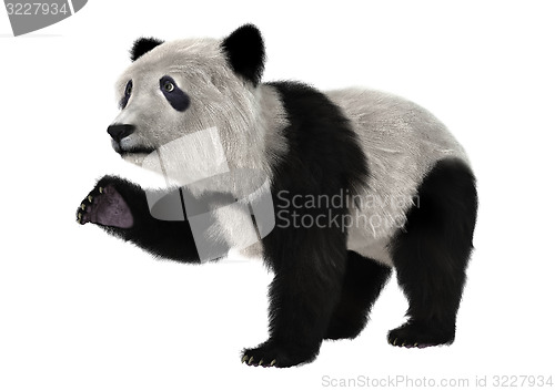 Image of Panda Bear Cub