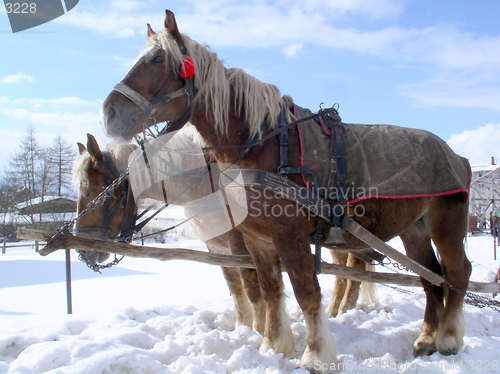 Image of Horse