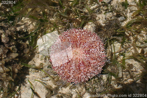 Image of Alive red unchin on lagoone