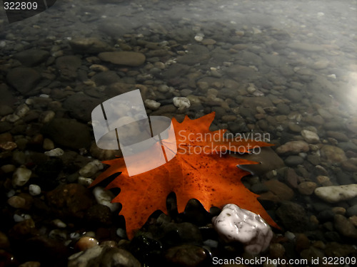 Image of Floating leaf stranded on pebble