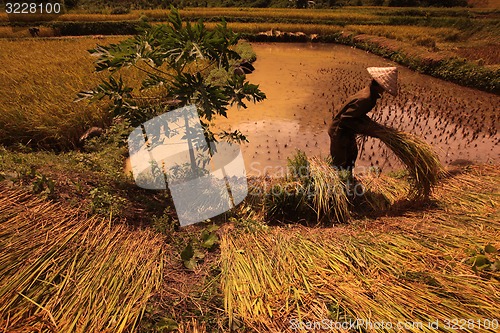 Image of ASIA SOUTHEASTASIA LAOS VANG VIENG LUANG PRABANG