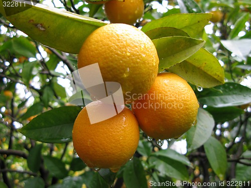 Image of Oranges in rain