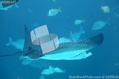 Image of Stingray