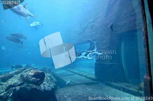 Image of Manta Ray