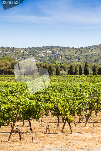 Image of Provence vineyard