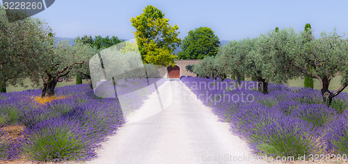 Image of Lavander garden