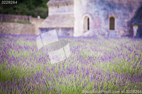 Image of Lavander field