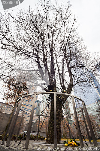 Image of Survivor Tree, Manhattan, New York.