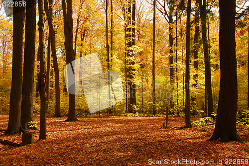 Image of Fall forest landscape