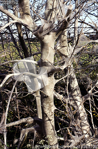 Image of Bird cherry with nest of Bird cherry Ermine. Yponomeuta evonymella.