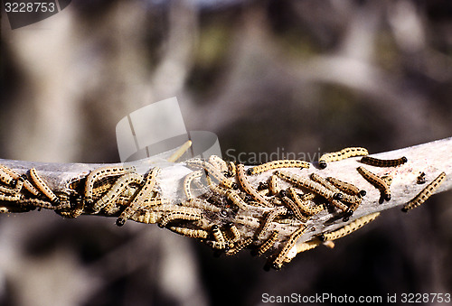 Image of Bird cherry Ermine. Caterpillar. Yponomeuta evonymella.