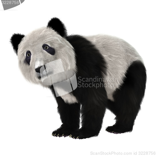 Image of Panda Bear Cub