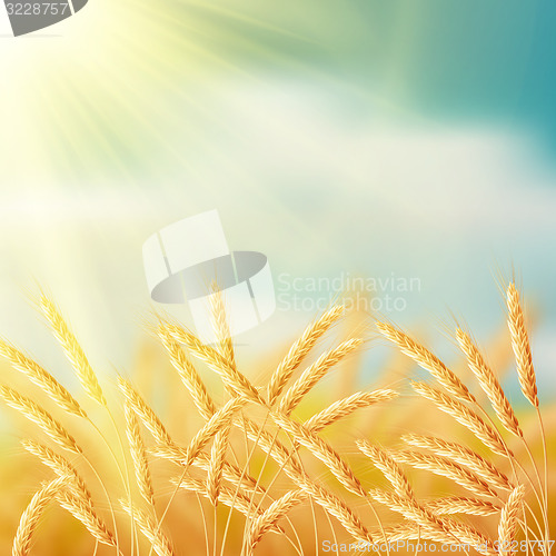 Image of Close up of ripe wheat ears against sky. EPS 10 