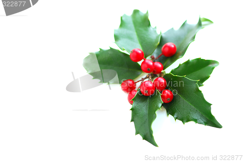 Image of Christmas Holly