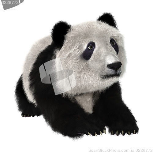 Image of Panda Bear Cub