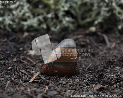 Image of Tiger iron on forest floor