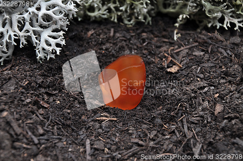 Image of Carnelian on forest floor