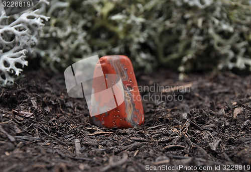 Image of Jasper on forest floor